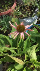 Echinacea laevigata