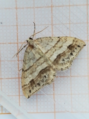 Perizoma parallelolineatum