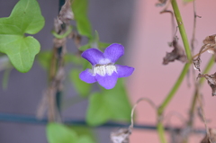 Maurandya antirrhiniflora