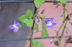 Maurandya antirrhiniflora