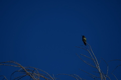 Calypte anna