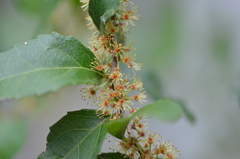 Xylosma flexuosa