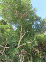 Olea