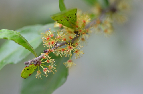 Image of Xylosma flexuosa by no rights reserved
