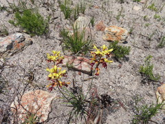 Tritoniopsis parviflora