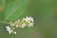 Citharexylum berlandieri