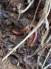 Strigamia branneri