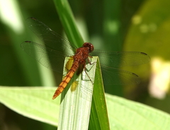Erythemis mithroides