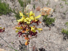 Tritoniopsis parviflora
