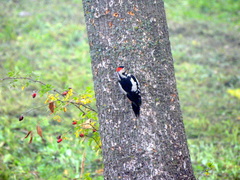 Dendrocopos syriacus