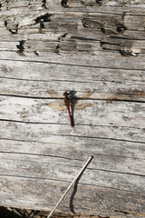 Sympetrum sanguineum