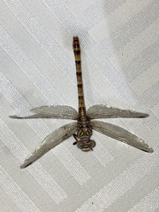 Paragomphus lineatus