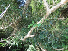 Olea
