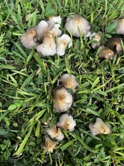Candolleomyces