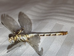 Paragomphus lineatus