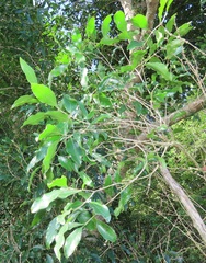 Olea