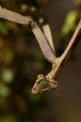 Stagmomantis limbata