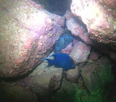 Microspathodon dorsalis