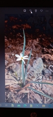 Narcissus deficiens
