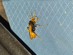 Cryptocheilus bicolor