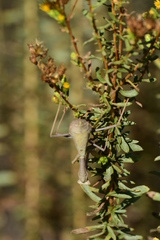 Stagmomantis limbata