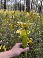 Sarracenia flava