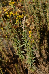 Stagmomantis limbata