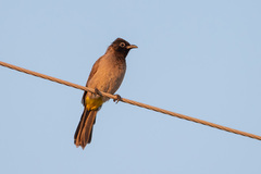 Pycnonotus xanthopygos