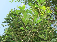 Olea