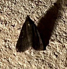 Tetanolita mynesalis