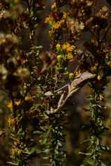 Stagmomantis limbata