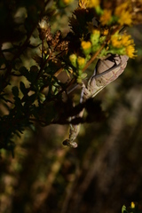 Stagmomantis limbata