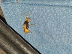 Cryptocheilus bicolor