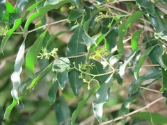 Olea