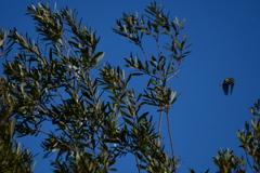 Setophaga coronata