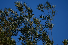 Setophaga coronata