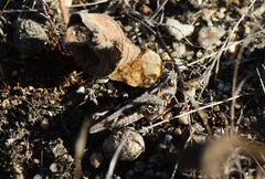 Acrididae