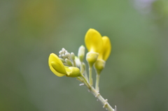 Sophora tomentosa