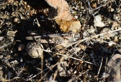Acrididae