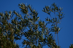 Setophaga coronata