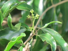 Olea