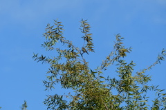 Setophaga coronata