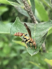 Mischocyttarus mexicanus cubicola