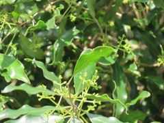 Olea