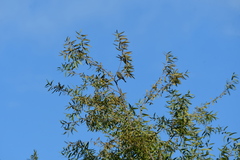 Setophaga coronata