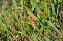 Castilleja coccinea