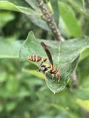Mischocyttarus mexicanus cubicola