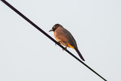 Pycnonotus xanthopygos