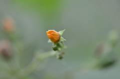 Abutilon fruticosum