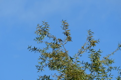 Setophaga coronata